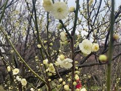 -无锡梅园公园