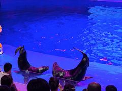-芜湖新华联大白鲸海洋公园