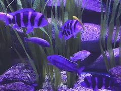 -芜湖新华联大白鲸海洋公园