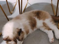 -飞行喵MR PILOT|猫舍·猫咖(静安大融城店)