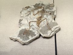-衢州市博物馆