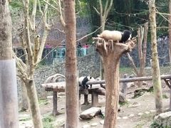 -都江堰中华大熊猫苑