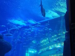 -成都浩海立方海洋公园