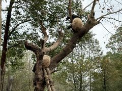 -都江堰中华大熊猫苑