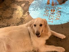 -咖法森林·咖啡  酒吧(天河店)