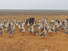 -鄱阳湖国家湿地公园