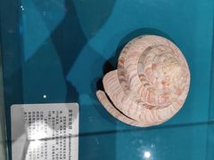 -青岛贝壳博物馆
