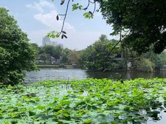 -荔湾湖公园