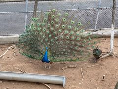 -西霞口神雕山野生动物世界