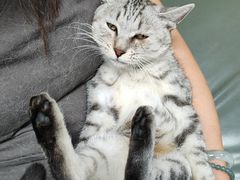 -北京观赏动物医院·24小时大型综合·猫专科·异宠专科