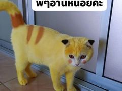 -李师傅修车连锁(万柳店)