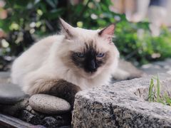 -喵屿·大理花园猫咖