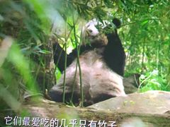 -AMG海上明珠影城(上海环球港RealDCinema店)