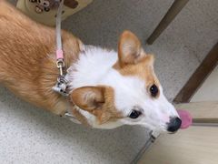 -宠颐生宠物医院·异宠猫科内科·诊疗中心宠巢店