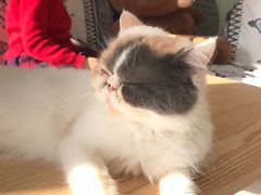 -平行世界·猫咖(首经贸店)