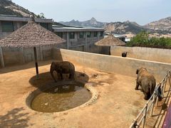 -西霞口神雕山野生动物世界