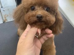 -优缇多格专业宠物美容师培训学校