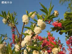 -南汇桃花村