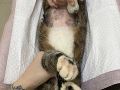 -瑞派康怡24h宠物医院·犬猫医疗中心·微创绝育(瑞景分院)