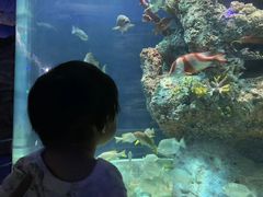 -芜湖新华联大白鲸海洋公园