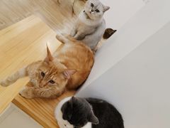 -李小姐の猫咖啡馆(五角场店)