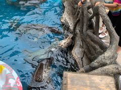 -华夏文旅海洋公园