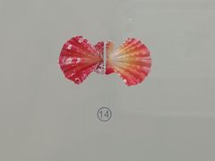 -青岛贝壳博物馆