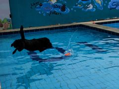 -趣玩宠物乐园寄养训犬训狗游泳池