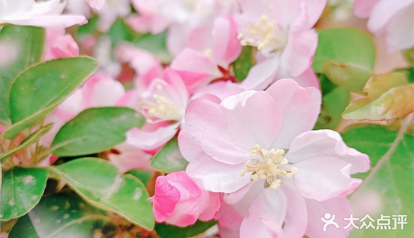 🌸随手拍，小区里的春天