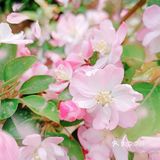 🌸随手拍，小区里的春天