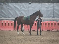 -北京群众马术培训基地