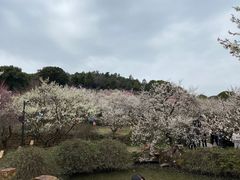-香雪海