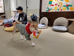 -逗柴咖啡屋·狗咖猫咖宠物桌游