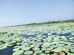 -微山湖红荷湿地景区