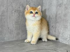 -小猫来了·猫舍(红山六九七九店)