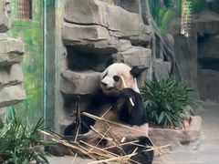 -灵玲国际马戏城