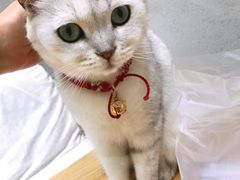 -藏猫猫咖啡主题馆(中央大道店)