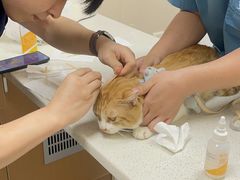 -安安宠医·臻爱宠物医院·宠保定点(营门口路分院)