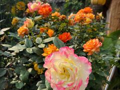 -园林美食城·本土农家菜(杨和镇店)