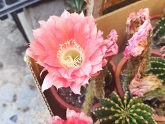 -曲阳花鸟市场(曲阳路店)