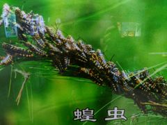 -上海昆虫博物馆