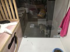 -李小姐の猫咖啡馆(五角场店)