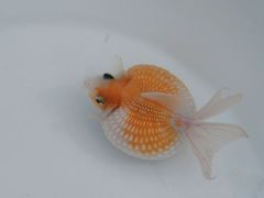 -秦美花卉(天朗·莱茵小城2期店)