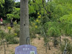 -东莞植物园