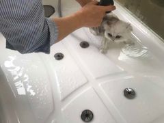 -70cat德文卷毛猫·缅因猫纯种猫舍