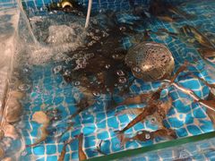 -渔家火锅·海鲜自助餐·演艺(亚龙湾天域酒店)