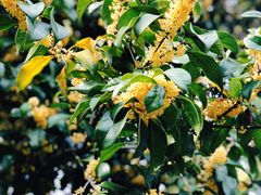 -浙江西子宾馆·瑶园咖啡厅