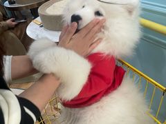 -安格丽娜·狗咖·猫咖羊驼咖(春熙路百盛商场店)