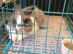 -志龙皇冠吃货椰子铺