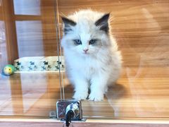-猫十亿·布偶金渐层·曼基康矮脚猫舍(青年路店)